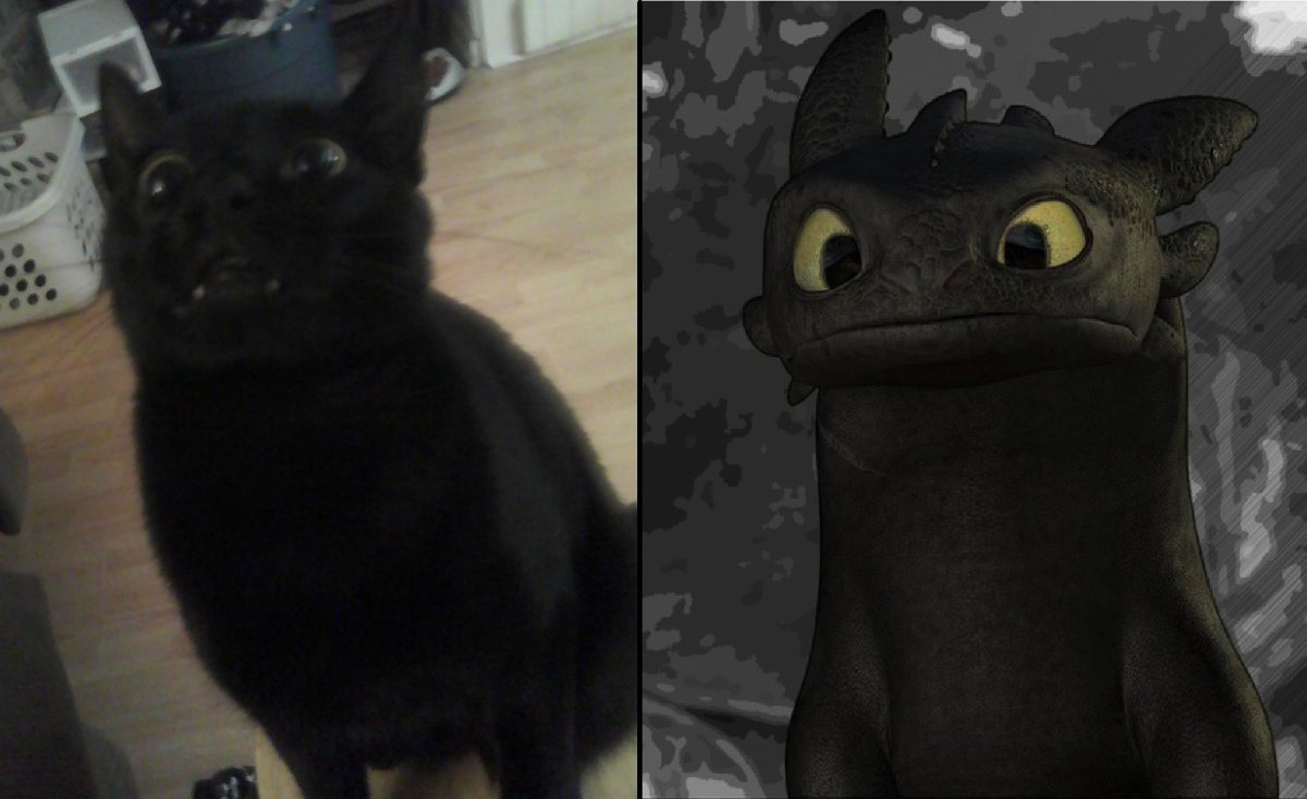 Беззубик и кошка
