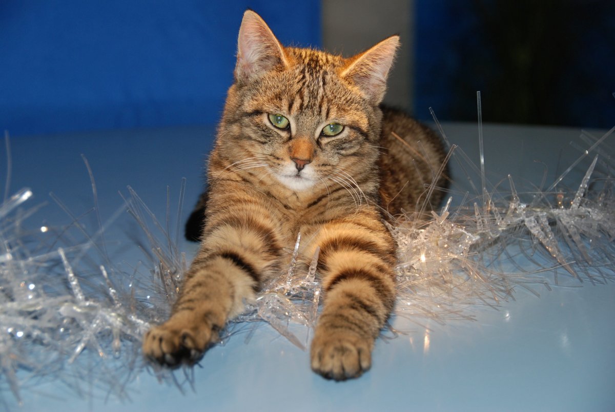 Ли Хуа кошка