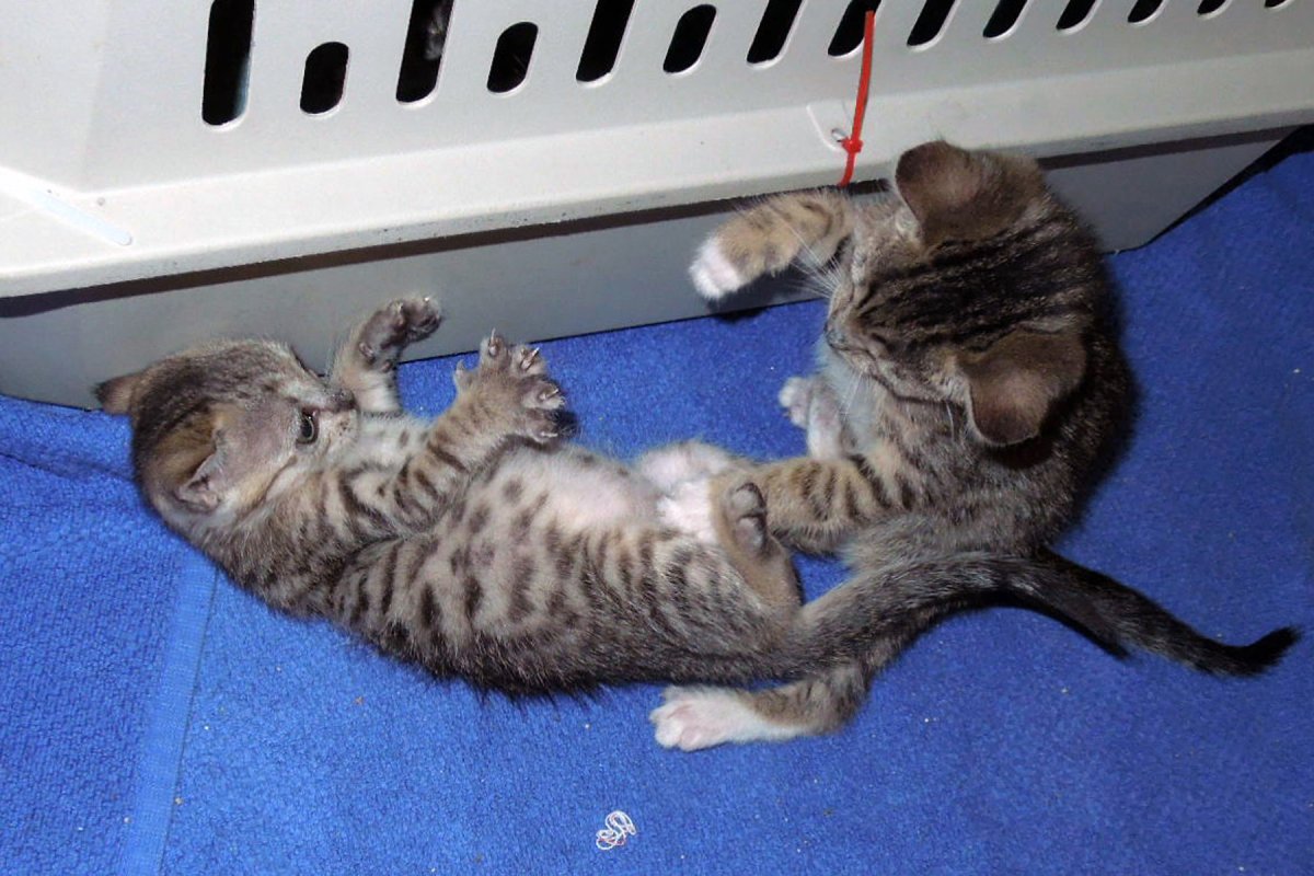 Кот дракон ли котята