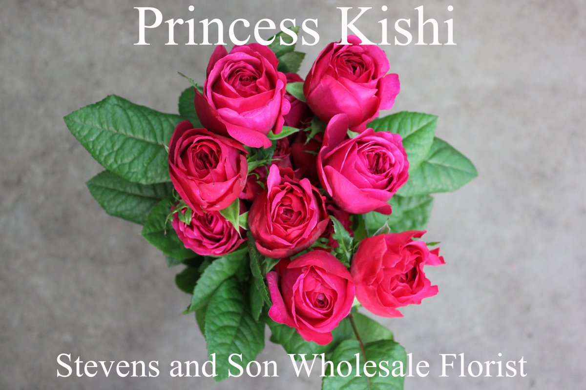 Роза Princess Kishi