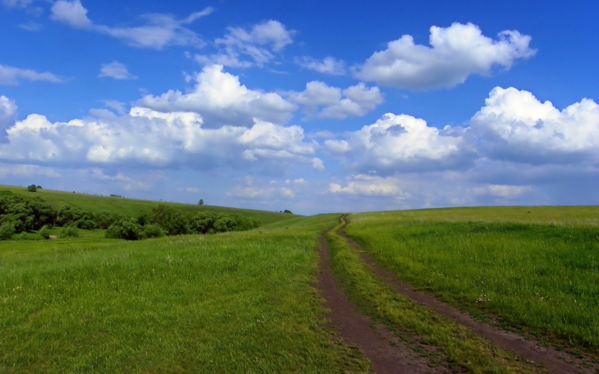 Дорога поле кусты