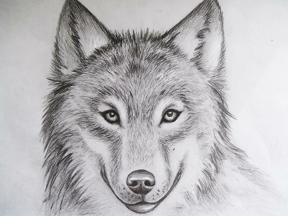 Волк рисунок простой