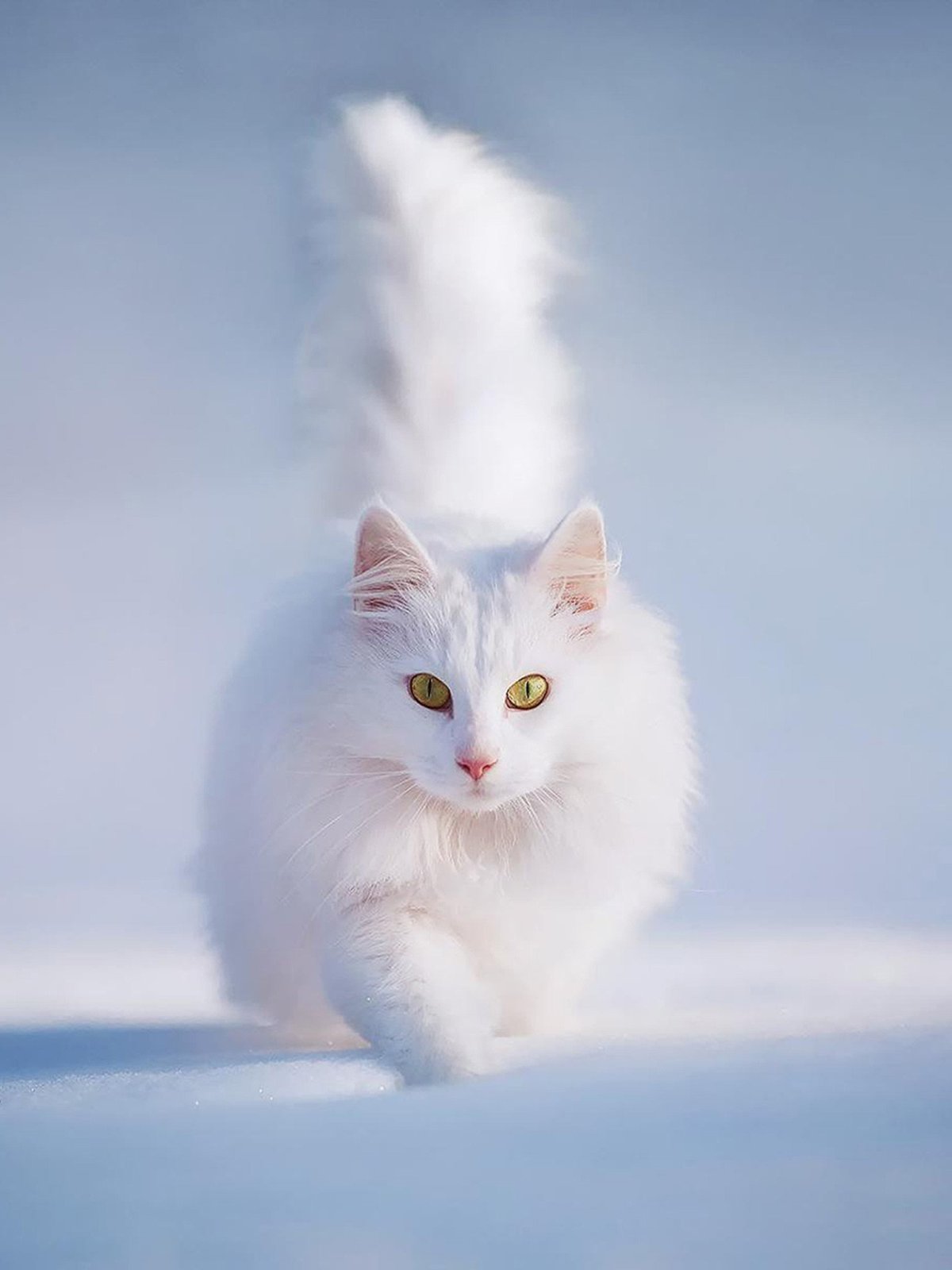 Турецкая ангора кошка
