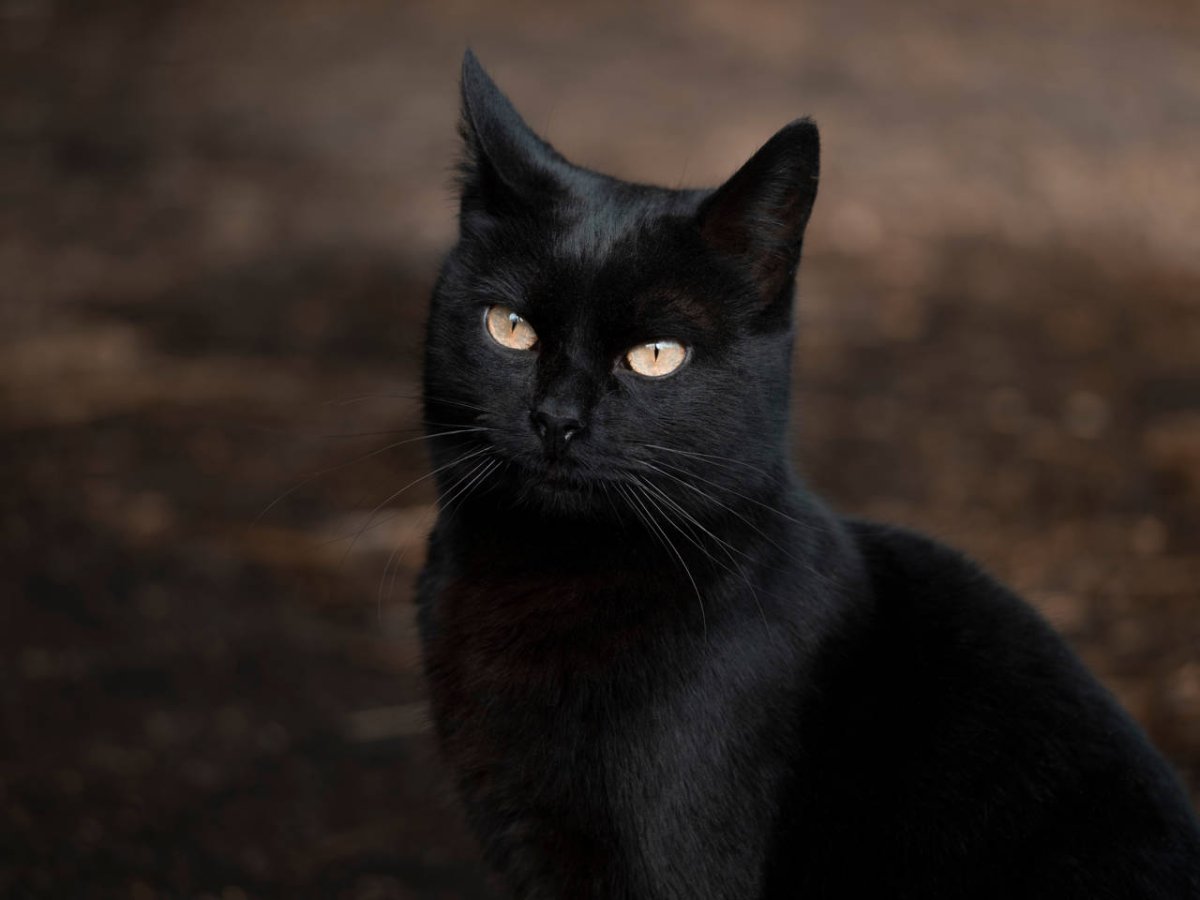 Большая черная кошка
