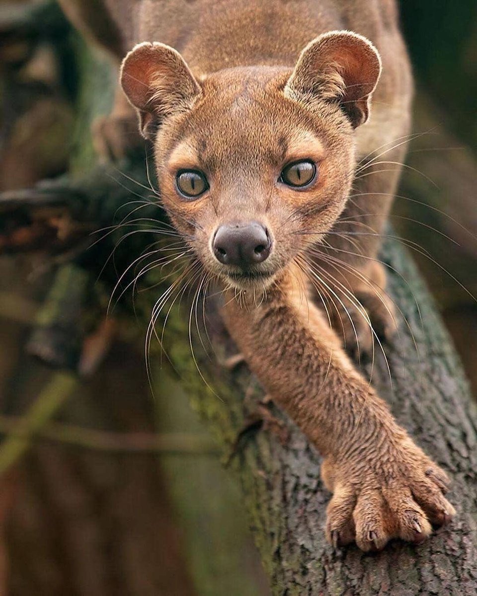 Мадагаскарская кошка