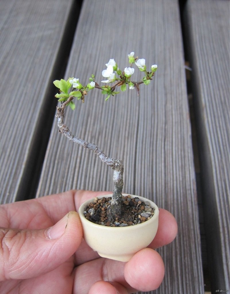 Самое маленькое дерево в мире